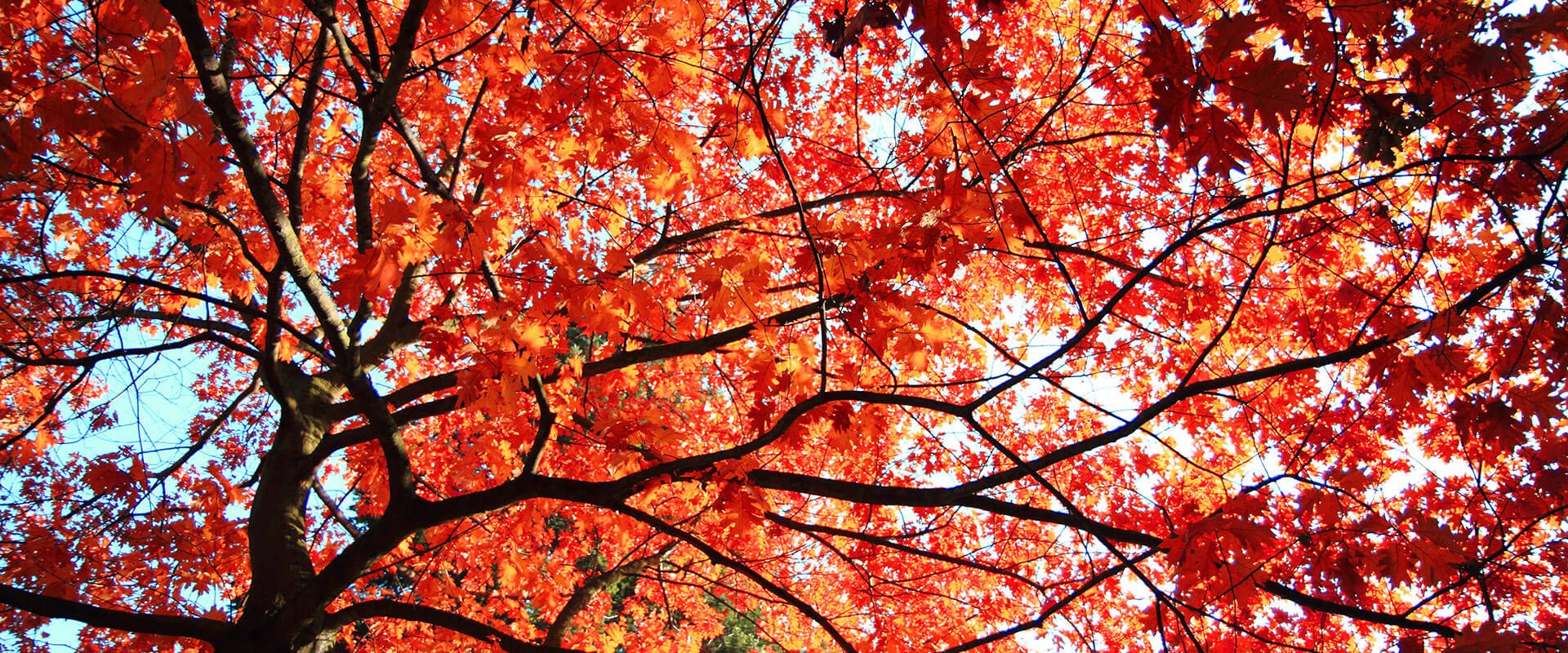 Mature tree canopy in fall color