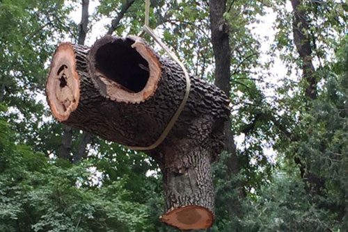 Section of a hollow tree trunk being lowered during a removal