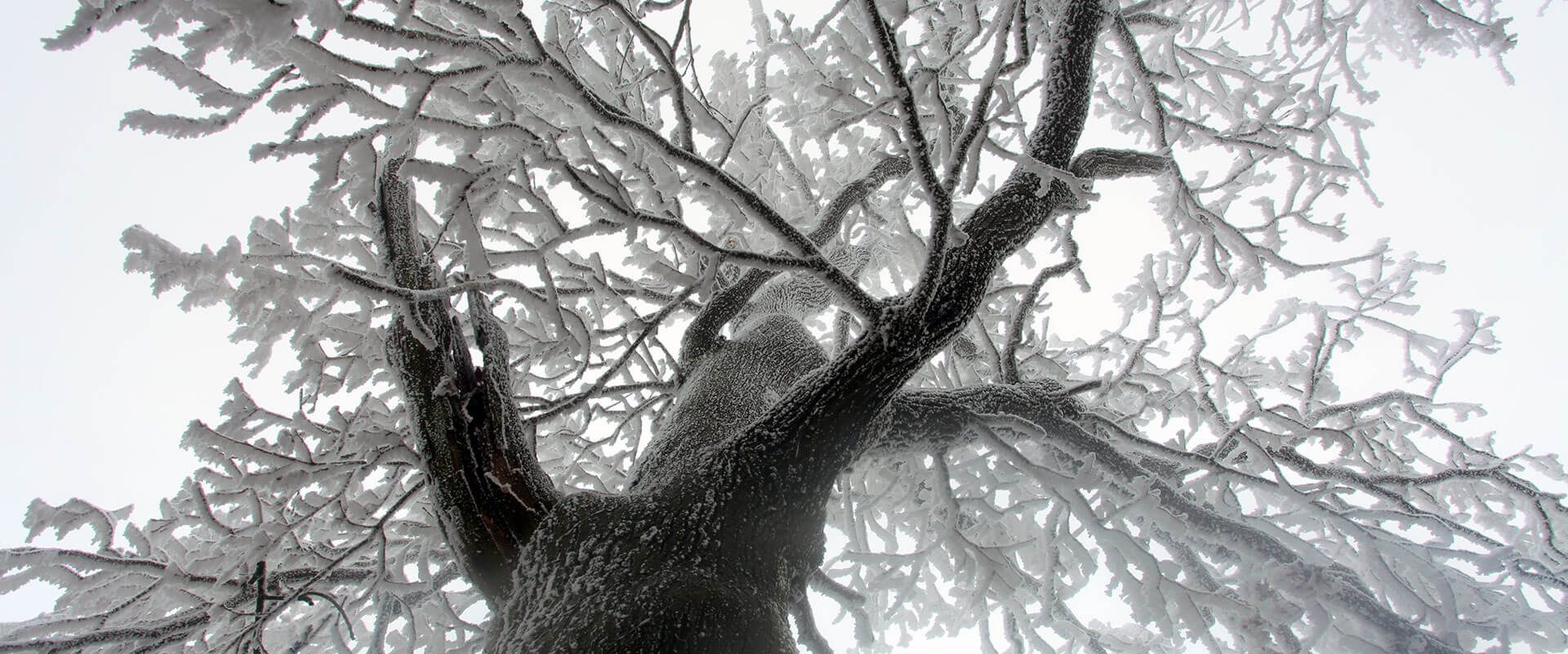 Bare tree branches in winter
